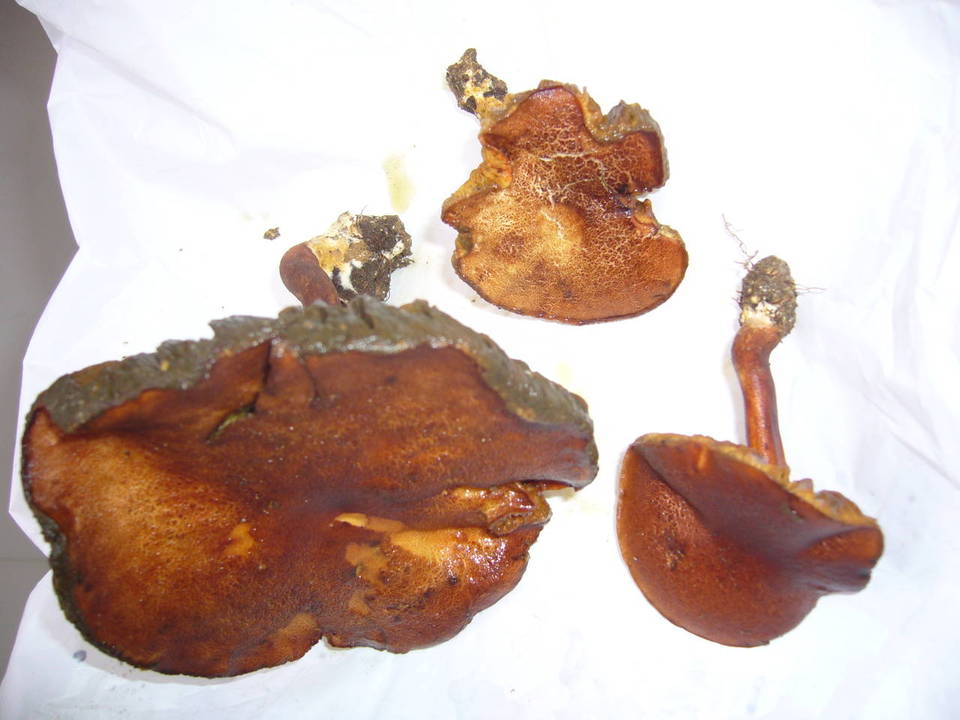 Phylloporus bellus image