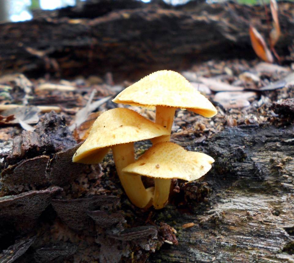 Gymnopilus luteoviridis image