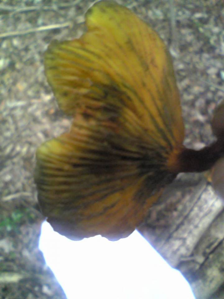 Phylloporus bellus var. cyanescens image