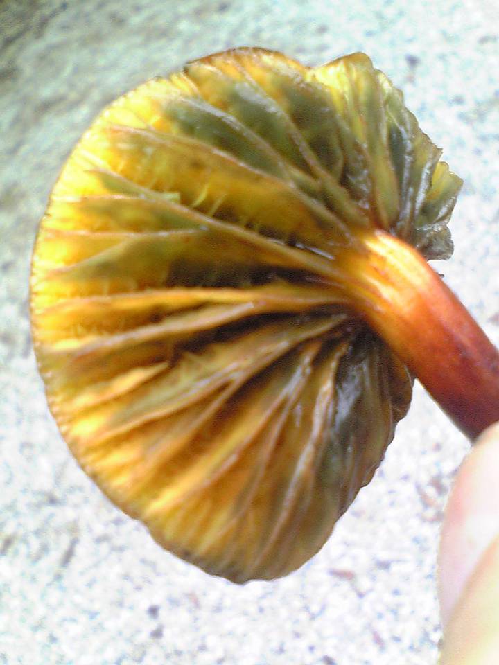Phylloporus bellus image