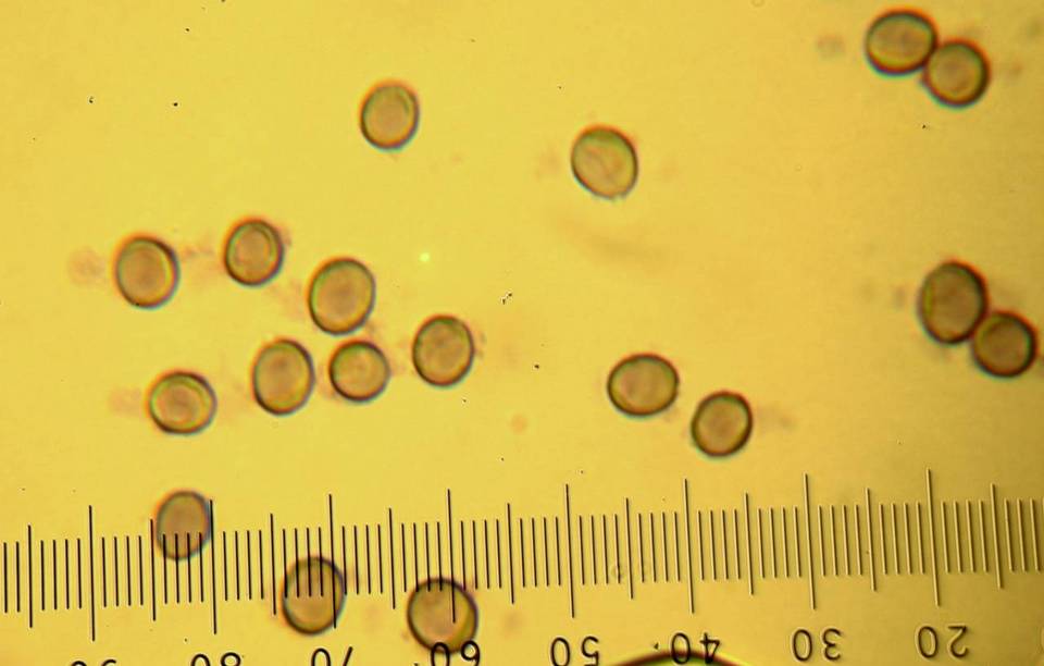 Lentinellus montanus image
