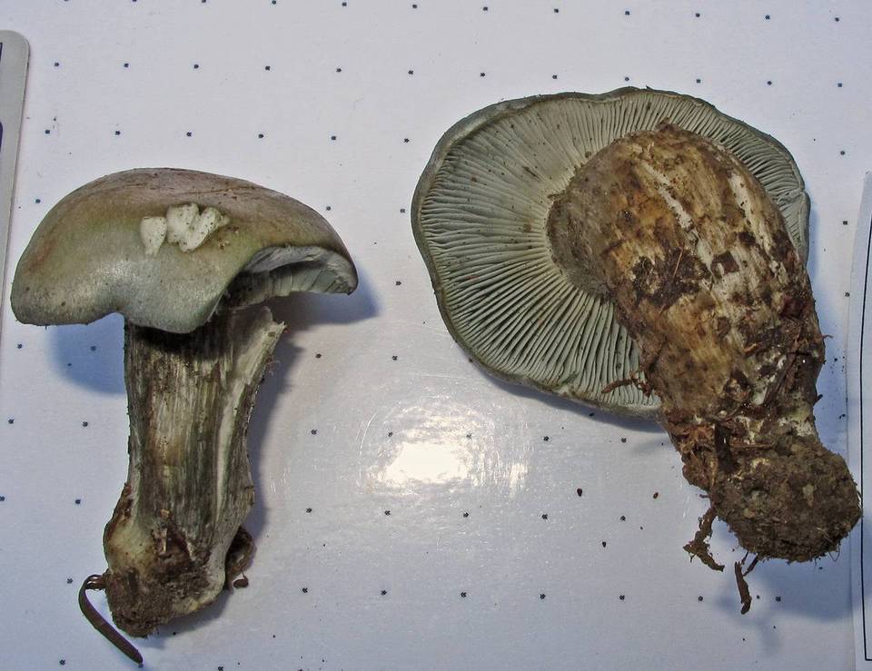 Hygrophorus caeruleus image