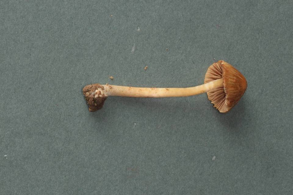 Inocybe salicis image