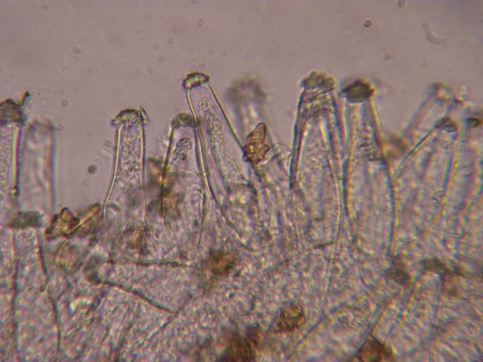 Inocybe salicis image
