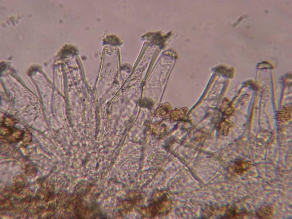 Inocybe salicis image