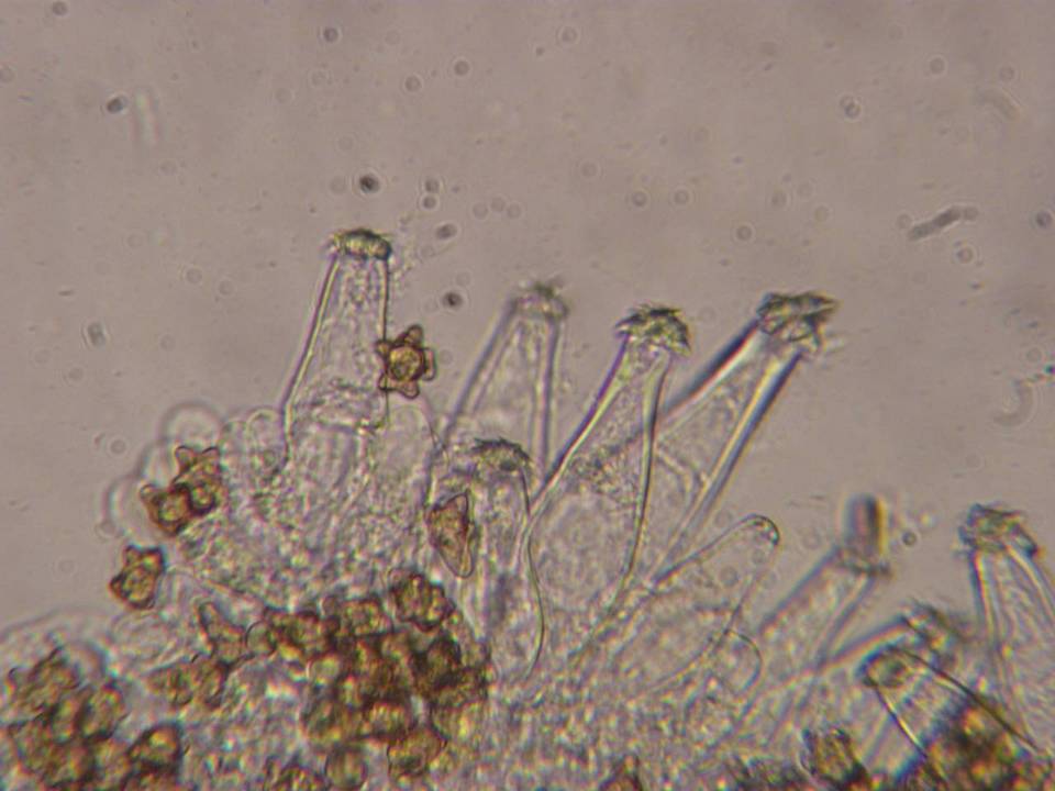 Inocybe salicis image