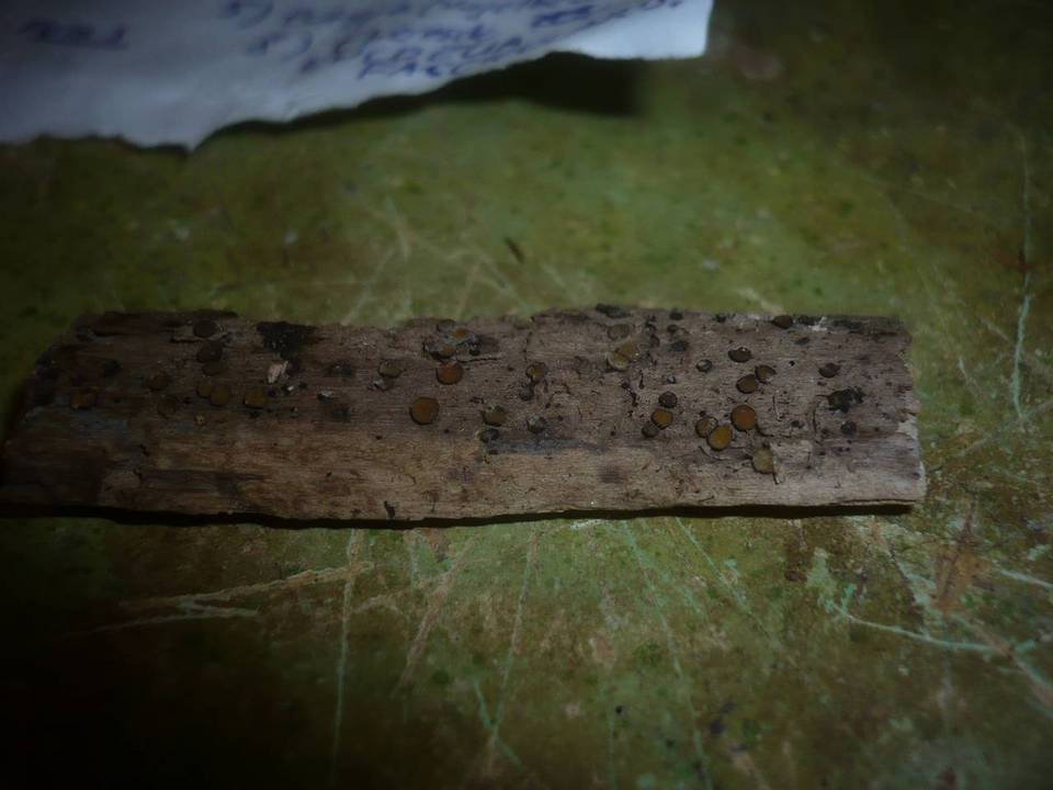 Vibrissea leptospora image
