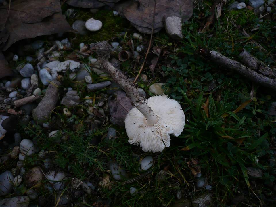 Sericeomyces subvolvatus image