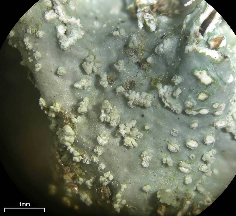 Punctelia missouriensis image