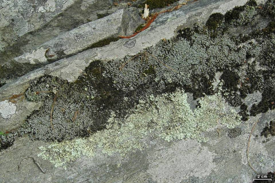 Cladonia petrophila image