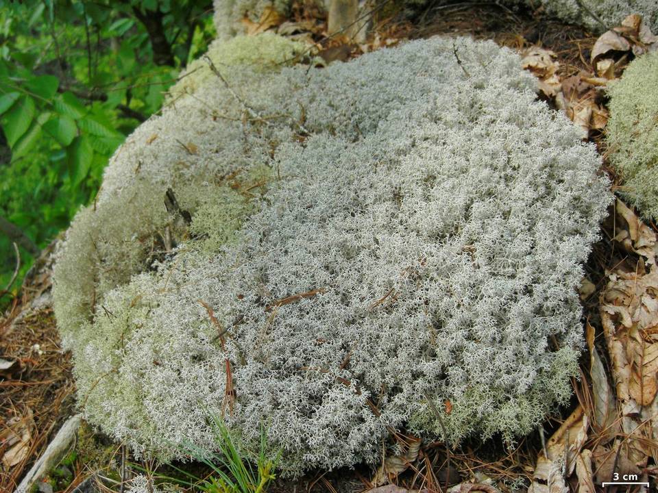 Cladina subtenuis image