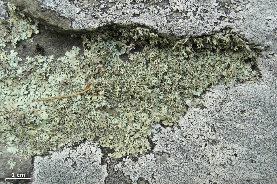 Xanthoparmelia angustiphylla image