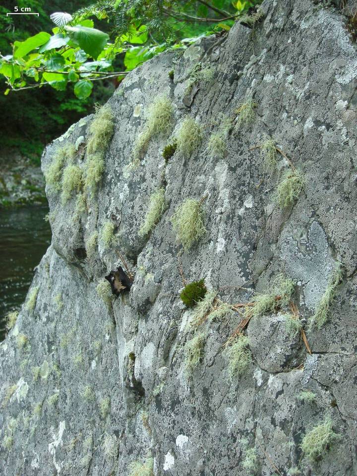 Usnea halei image