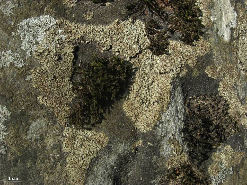 Phaeophyscia sciastra image