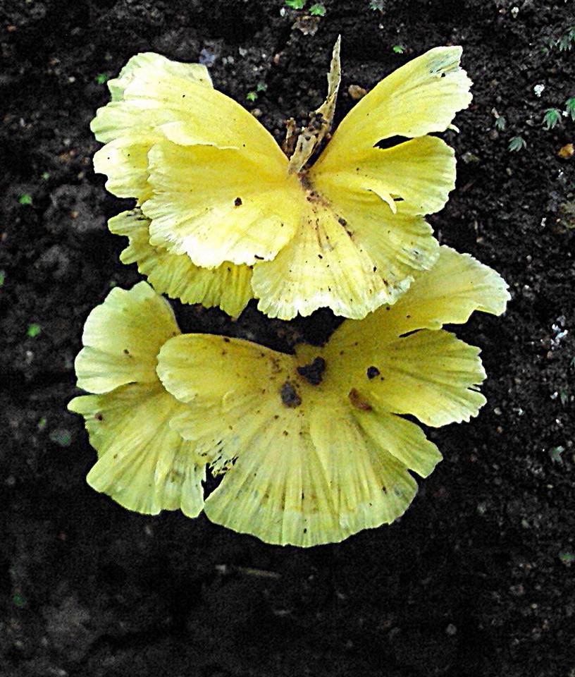 Cotylidia aurantiaca image
