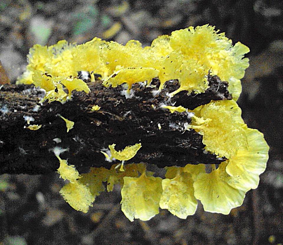 Cotylidia aurantiaca image
