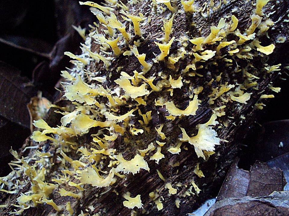 Cotylidia aurantiaca image