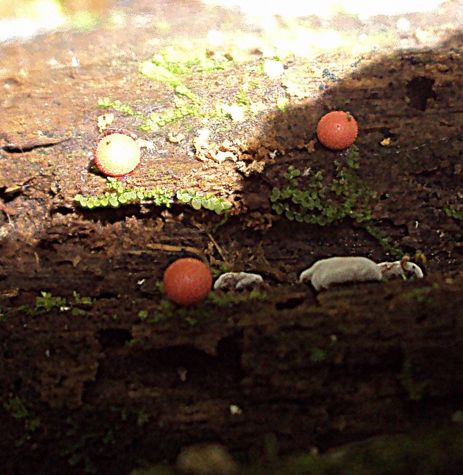 Lycogala epidendrum image