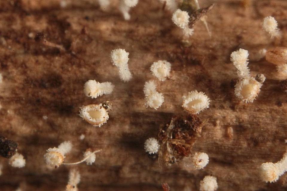 Lachnum fasciculare image
