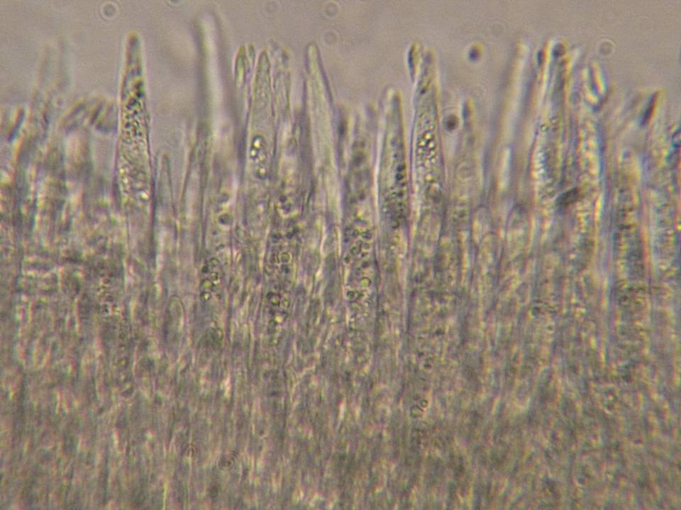 Lachnum fasciculare image