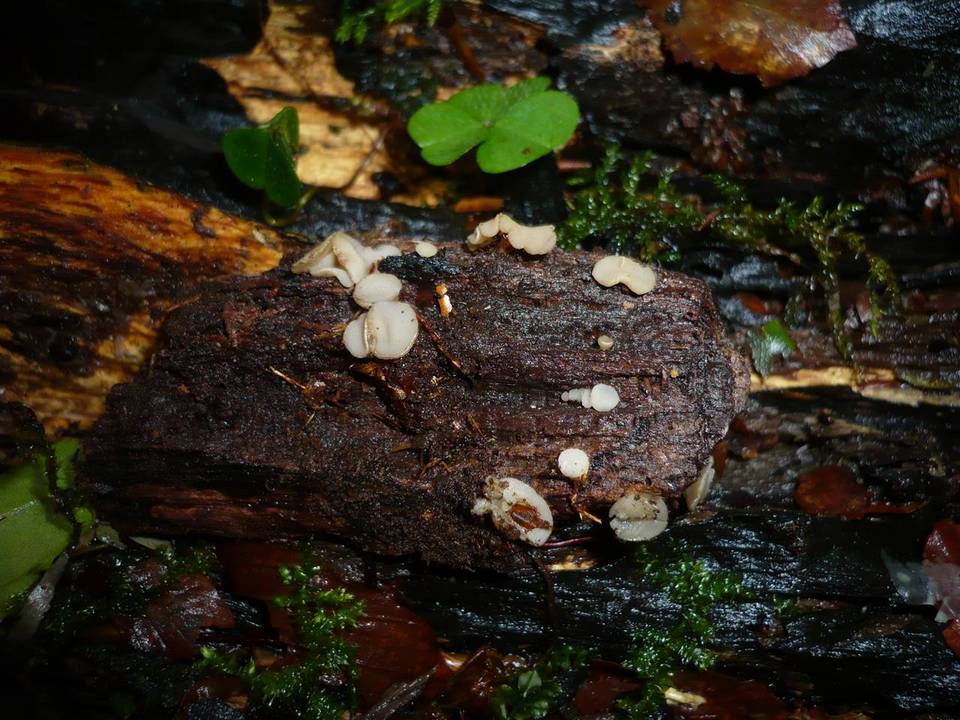 Tatraea dumbirensis image