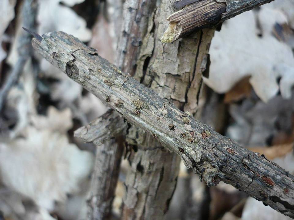 Thyronectria lamyi image