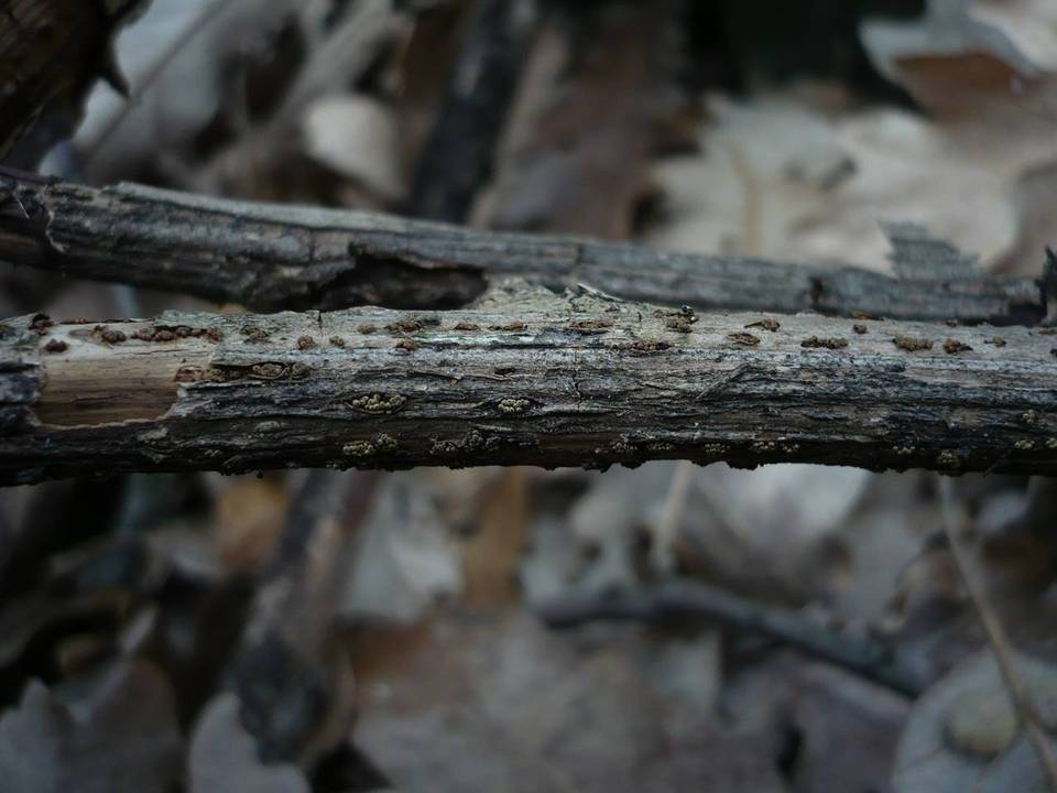 Thyronectria lamyi image