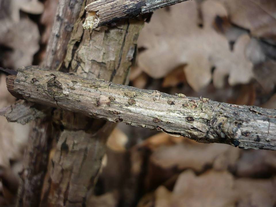 Thyronectria lamyi image