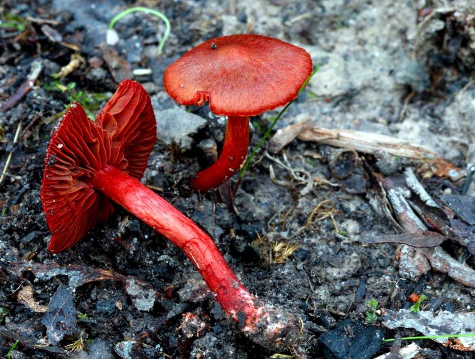 Cortinarius kula image