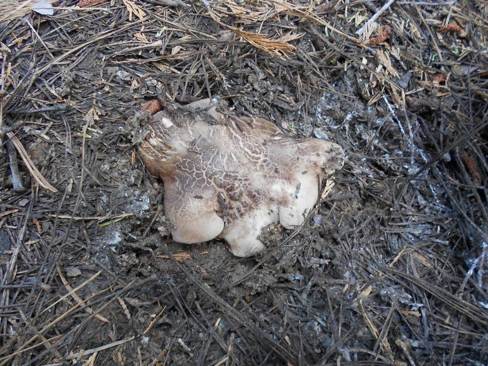 Sarcodon calvatus var. odoratus image
