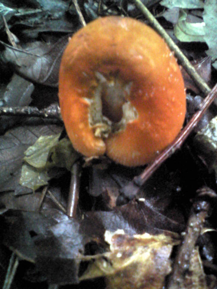 Amanita rufoferruginea image
