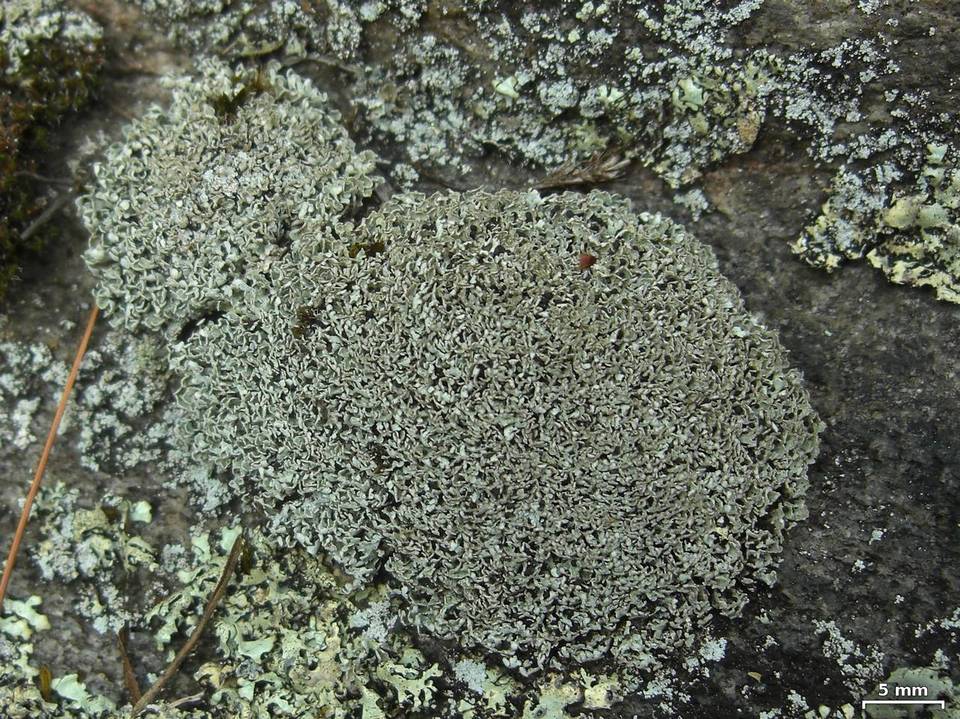 Cladonia stipitata image