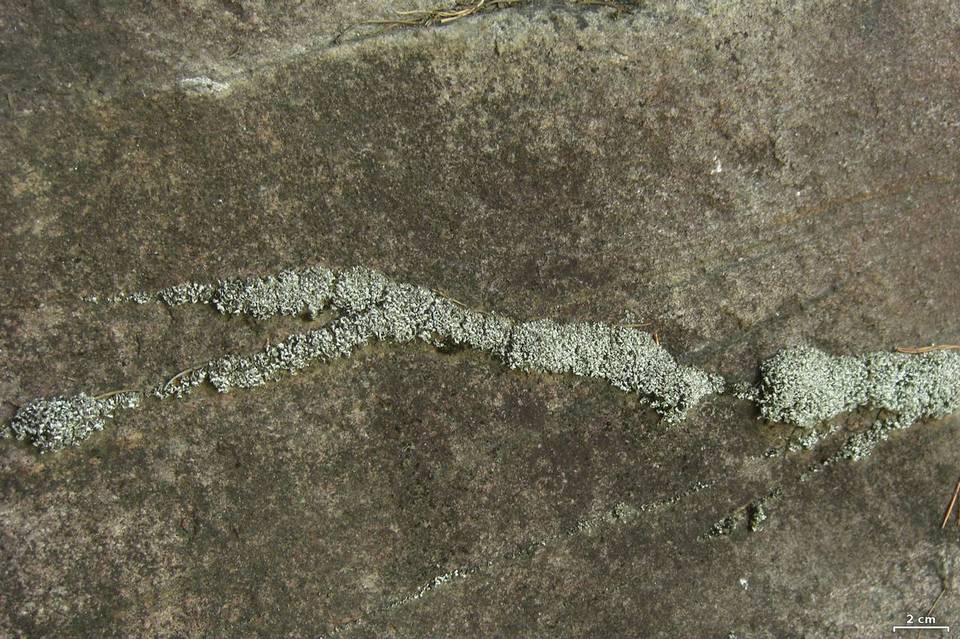 Cladonia stipitata image