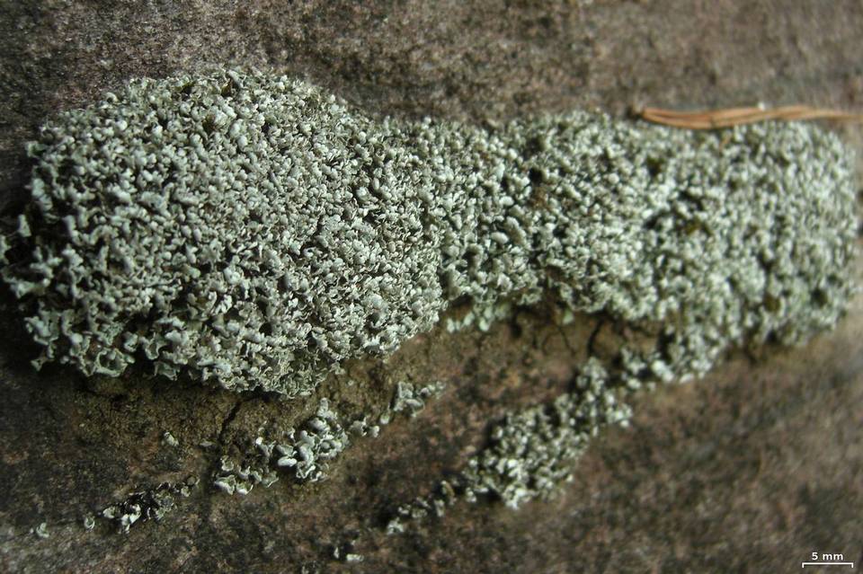 Cladonia stipitata image