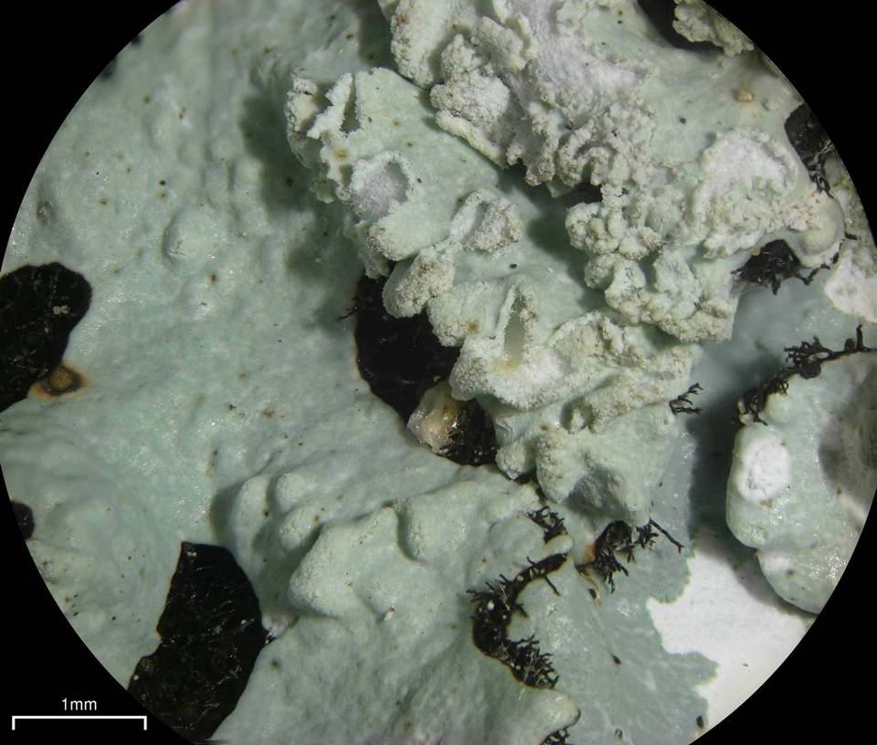 Hypotrachyna croceopustulata image