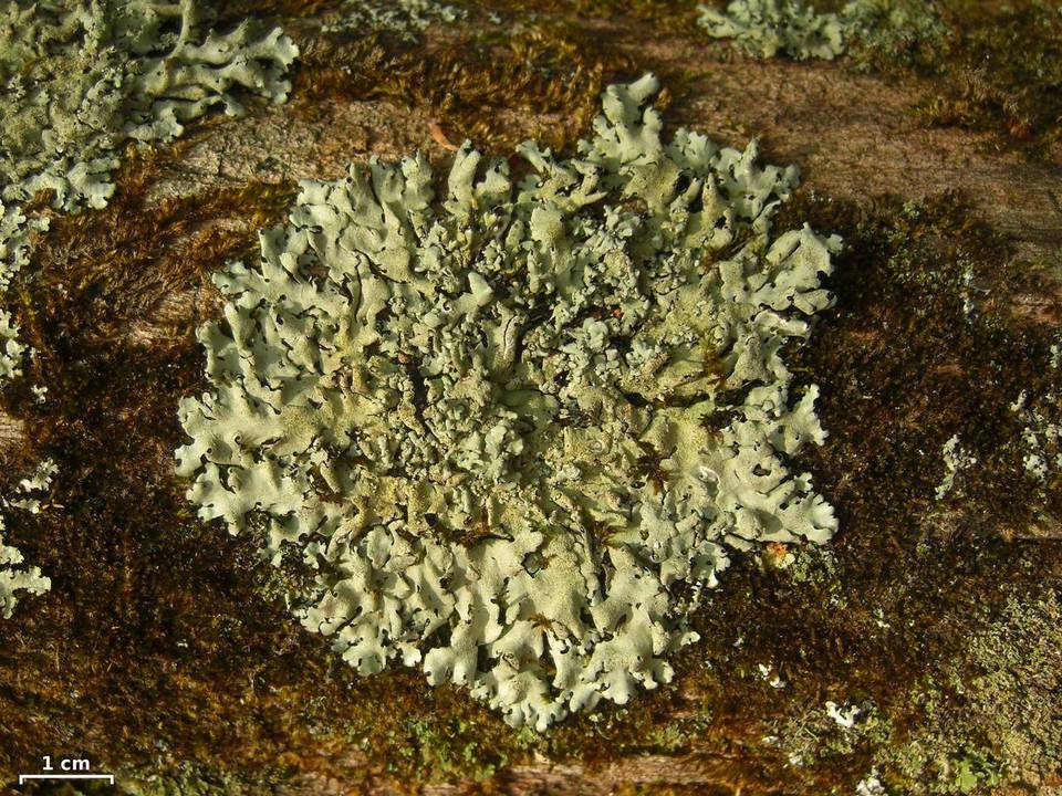 Parmelinopsis horrescens image
