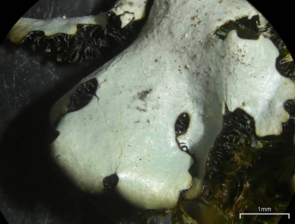 Parmelinopsis horrescens image