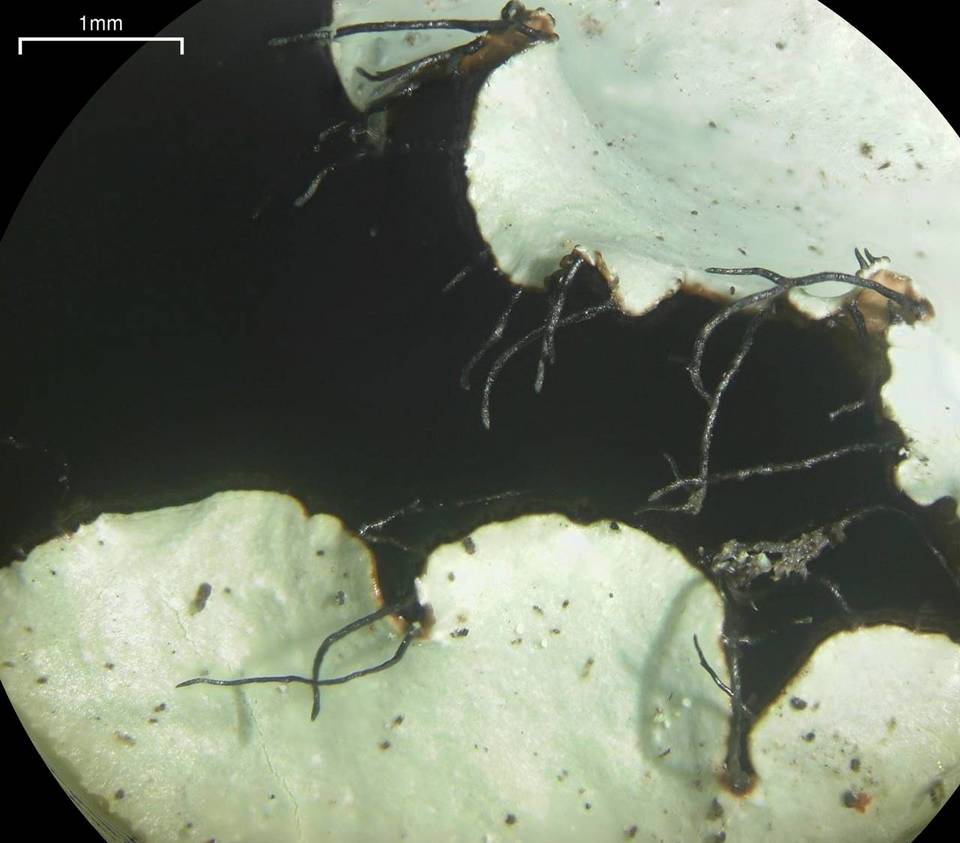 Parmotrema mellissii image