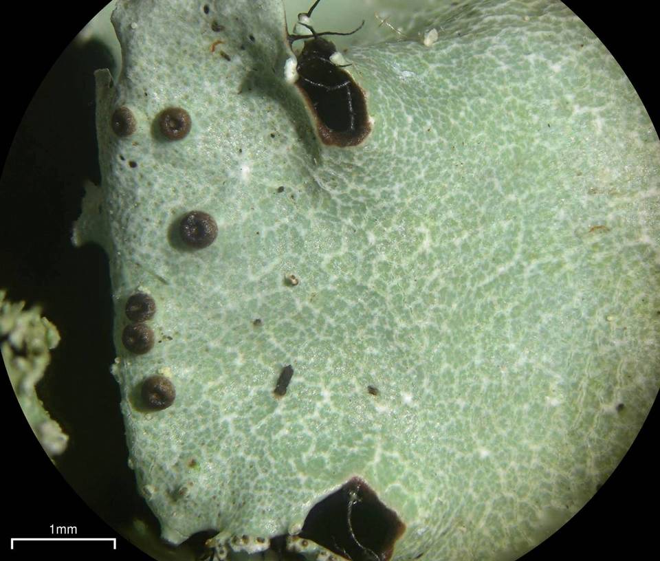 Parmotrema subisidiosum image