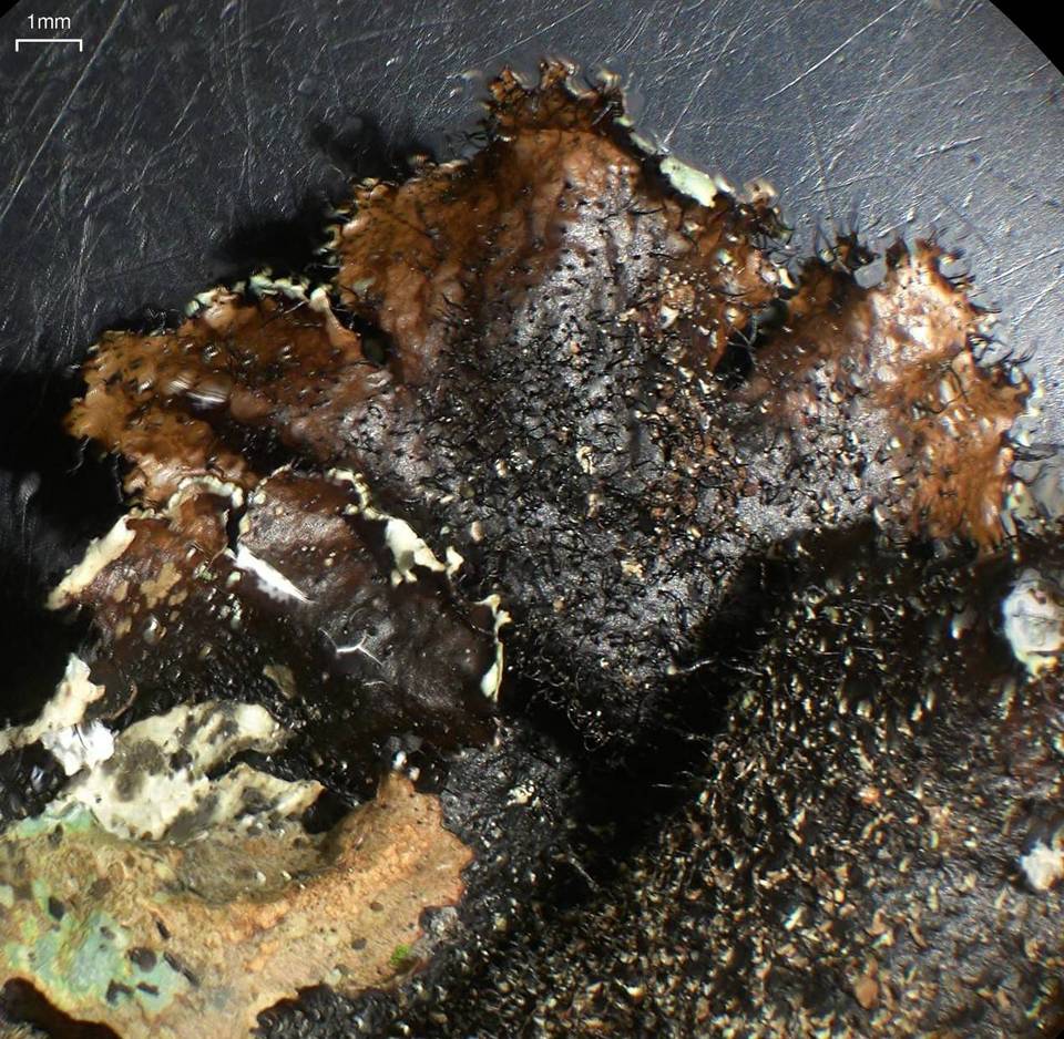 Parmotrema subisidiosum image