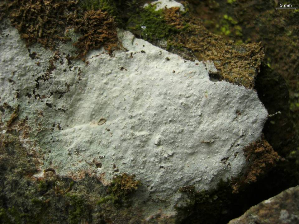 Phlyctis petraea image