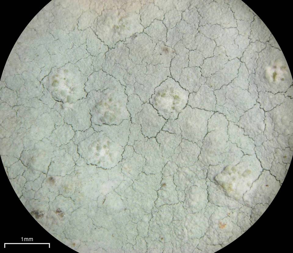 Phlyctis petraea image