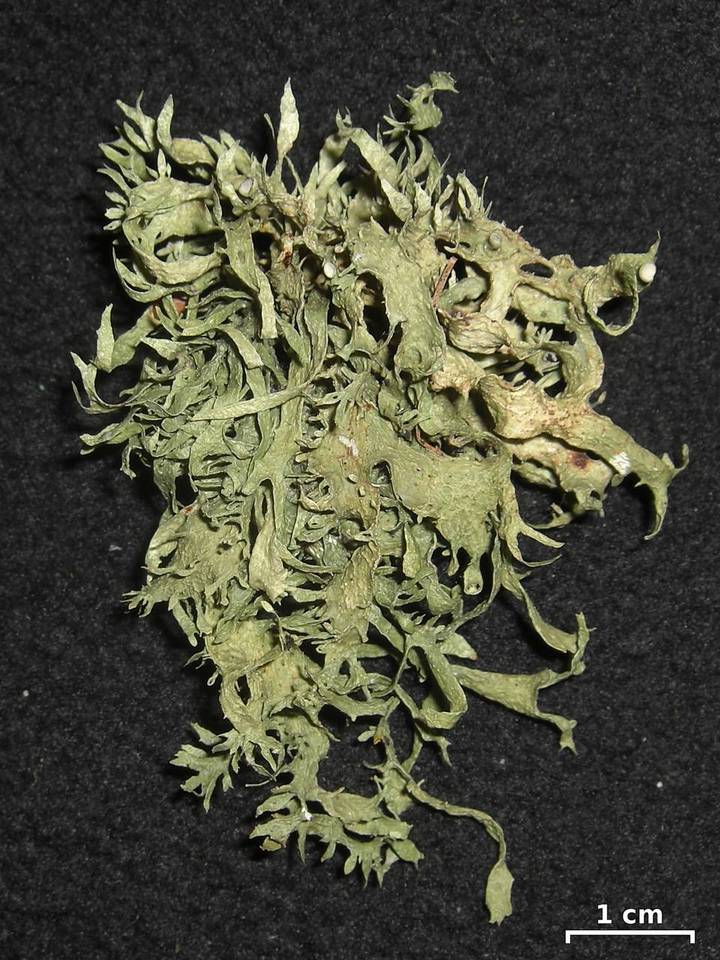 Ramalina culbersoniorum image