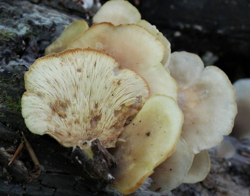 Lentinellus castoreus image