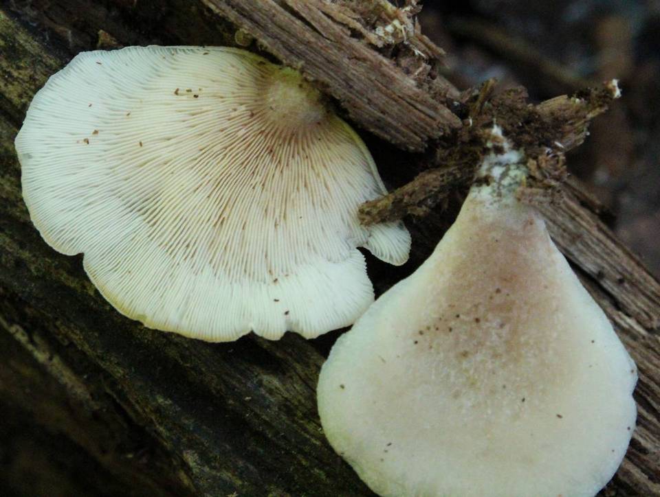 Lentinellus castoreus image