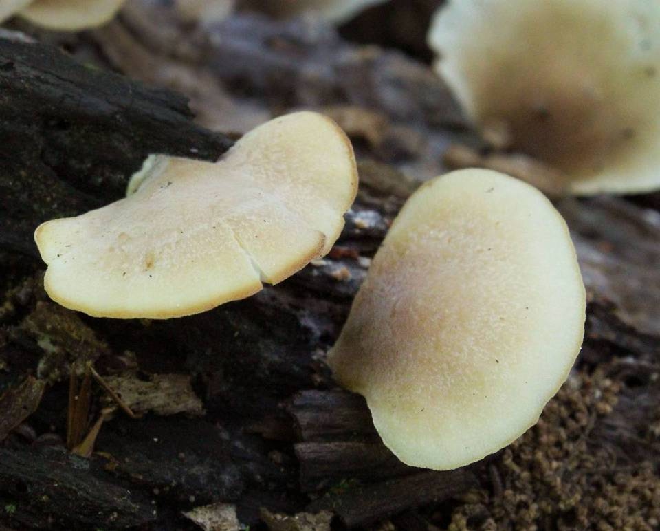 Lentinellus castoreus image