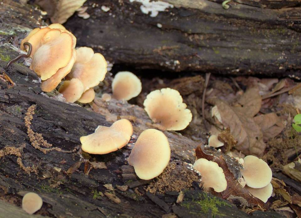 Lentinellus castoreus image
