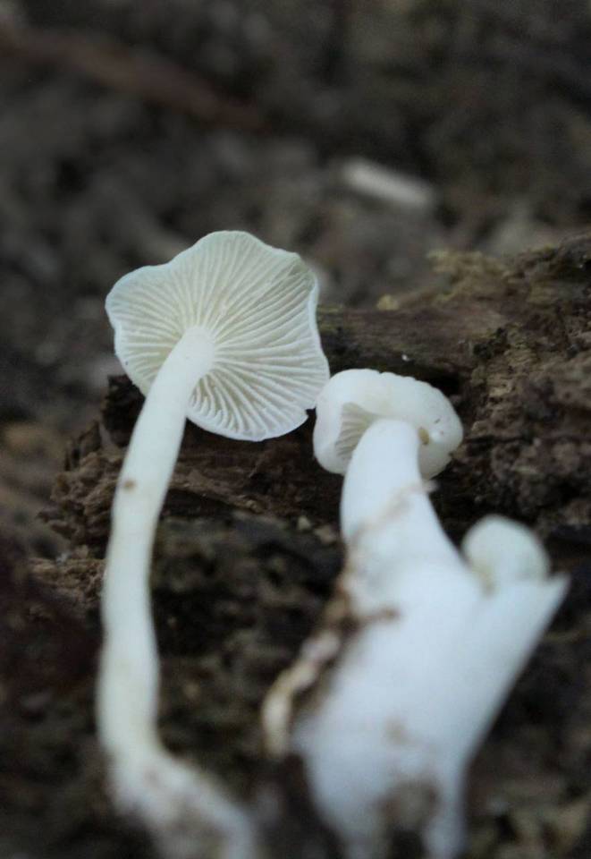 Hemimycena cucullata image
