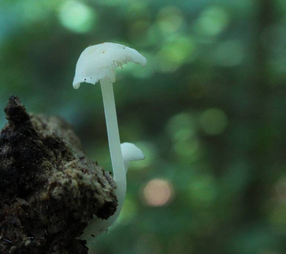 Hemimycena cucullata image