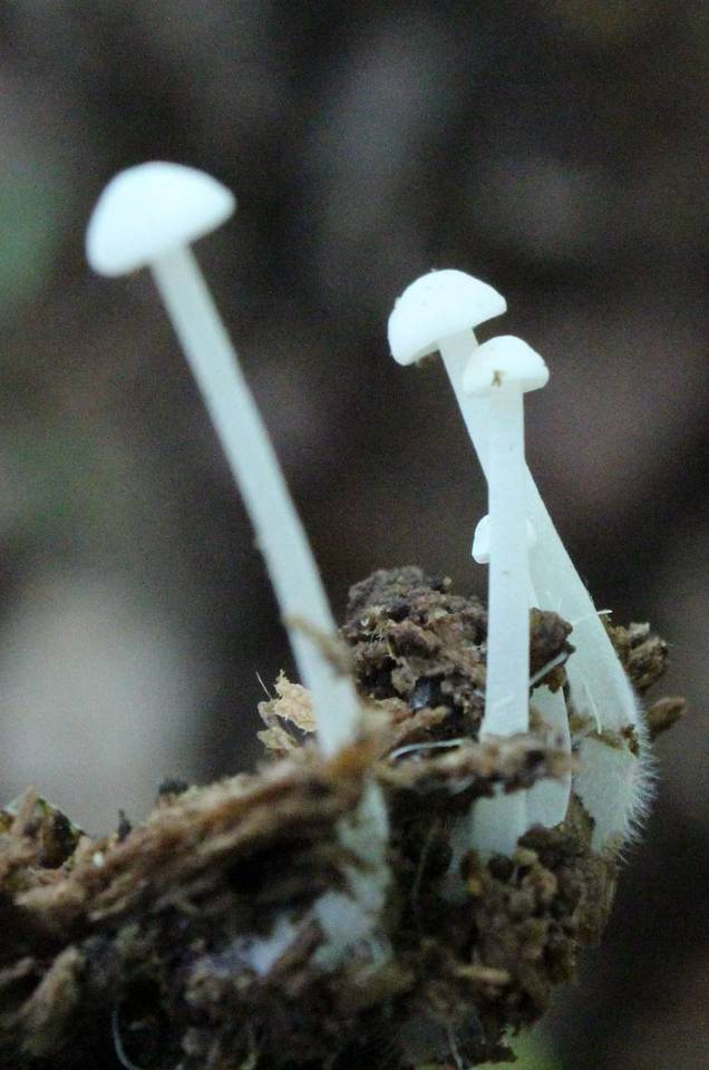 Hemimycena cucullata image